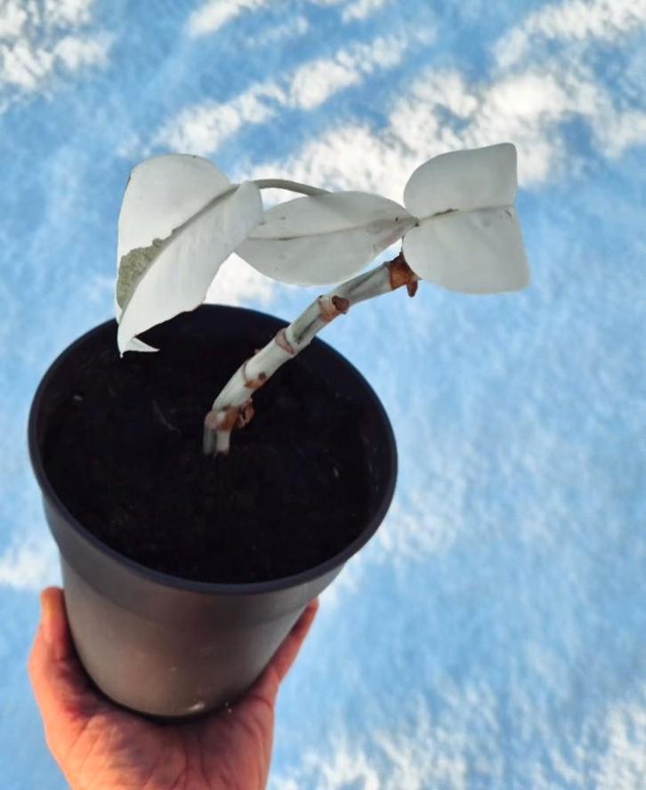 Monstera Albo Variegata | Full Moon, Huis en Inrichting, Kamerplanten, In pot, Ophalen