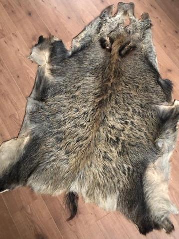 huid van wildzwijn beschikbaar voor biedingen