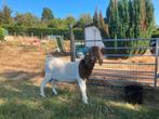 Boerbok  te koop, Dieren en Toebehoren, Schapen, Geiten en Varkens