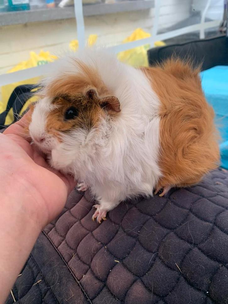 2 Zeugjes zoeken goede thuis, Dieren en Toebehoren, Knaagdieren, Vrouwelijk, Cavia, Augustus, Tam