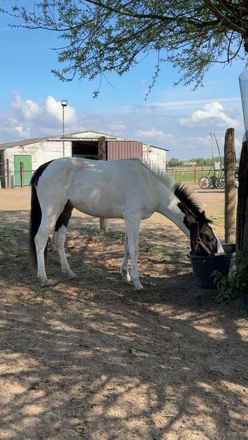 Super brave d pony, Dieren en Toebehoren, Gechipt, Ruin, Zadelmak, 3 tot 6 jaar