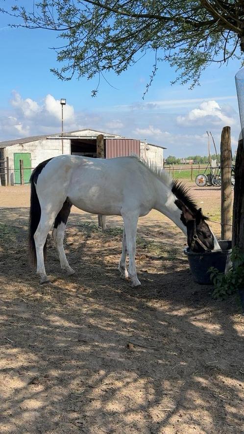 Super brave d pony, Dieren en Toebehoren, Pony's, Ruin, Zadelmak, D pony (1.37m tot 1.48m), Recreatiepony, 3 tot 6 jaar, Gechipt