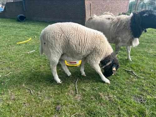 Dorper ram 8 maand, Dieren en Toebehoren, Schapen, Geiten en Varkens, Schaap
