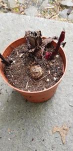 Canna Red Velvet, Ophalen