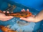 Koi van 20cm tot 30 cm 1j oud, Dieren en Toebehoren