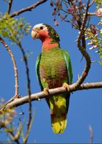 perroquet amazone, Perroquet