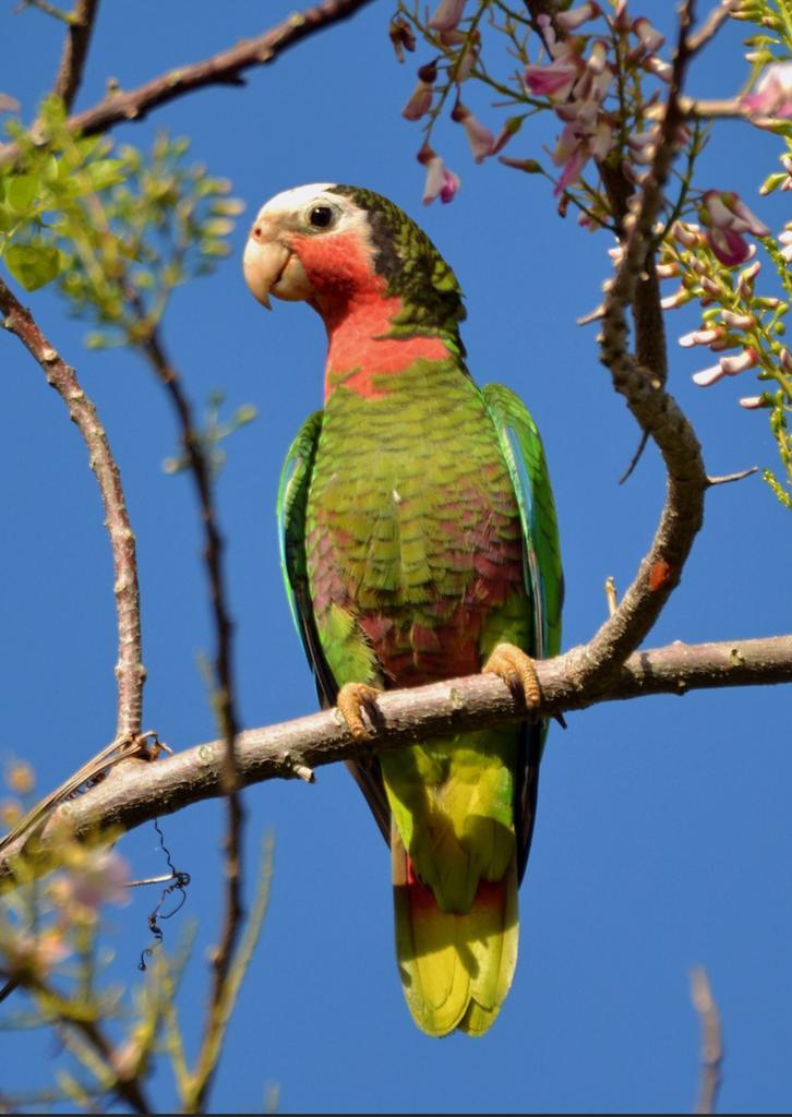 perroquet amazone, Dieren en Toebehoren, Vogels | Parkieten en Papegaaien, Papegaai