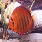 Discus, Dieren en Toebehoren