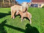 Prachtig shetland hengste veulen, Dieren en Toebehoren, Hengst, 0 tot 2 jaar, Gechipt, Niet van toepassing