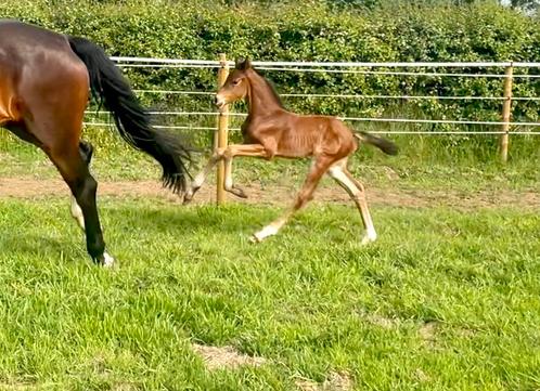 Ter dekking, Dieren en Toebehoren, Paarden, Hengst, Dressuurpaard