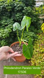 Philodendron Paraiso Verde, Huis en Inrichting, Ophalen of Verzenden