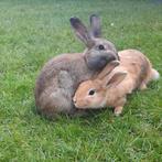 Lapin nain à vendre, Animaux & Accessoires, Plusieurs animaux, Nain, 0 à 2 ans
