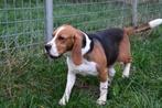Beagle reu - 3 jaar oud, Dieren en Toebehoren, Honden | Beagles, Bassets en Lopende honden, CDV (hondenziekte), 3 tot 5 jaar, België
