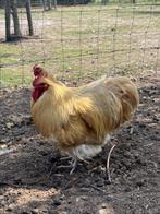 Hanen orpington buff, Mannelijk, Kip