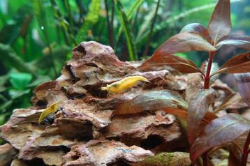 Gele garnalen 'Neocaridina Yellow' beschikbaar voor biedingen