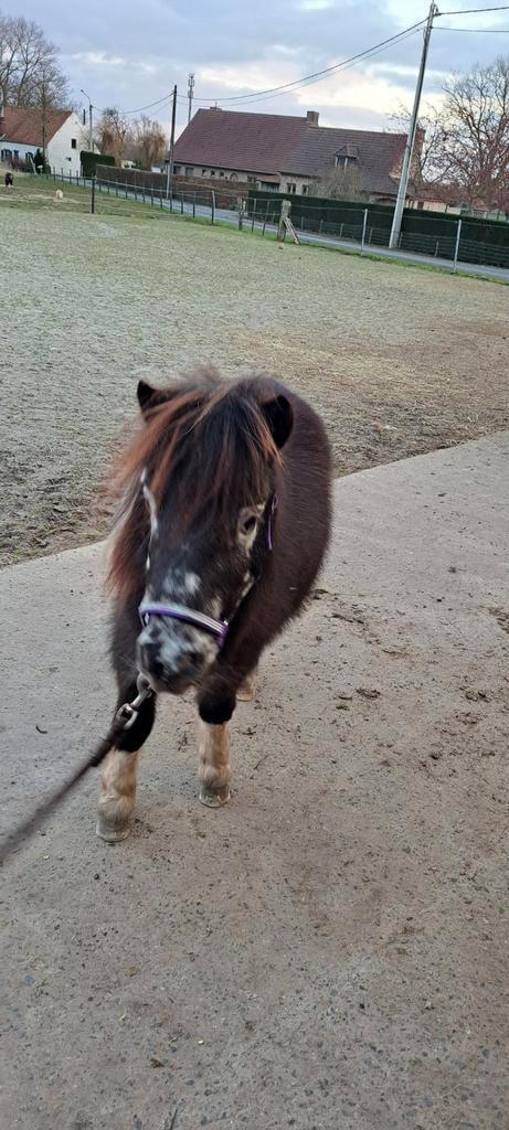 Unieke mini te koop, Animaux & Accessoires, Poneys, Étalon