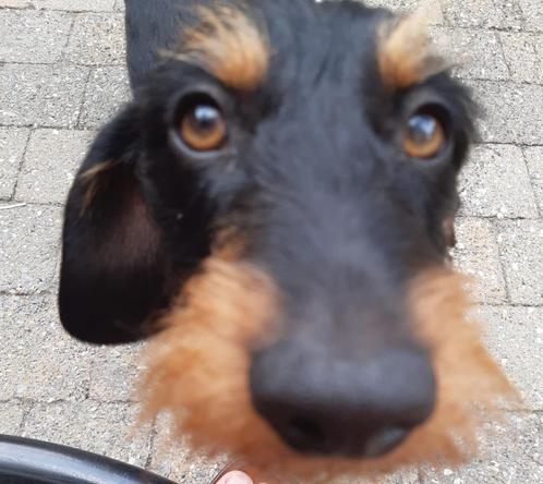 PET-SIT (inwonend) Aangeboden, Vacatures, Vacatures | Overige Vacatures, Variabele uren