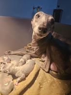 Whippet pups bij ons geboren,beide ouders aanwezig, België, Whippet, 8 tot 15 weken, Meerdere