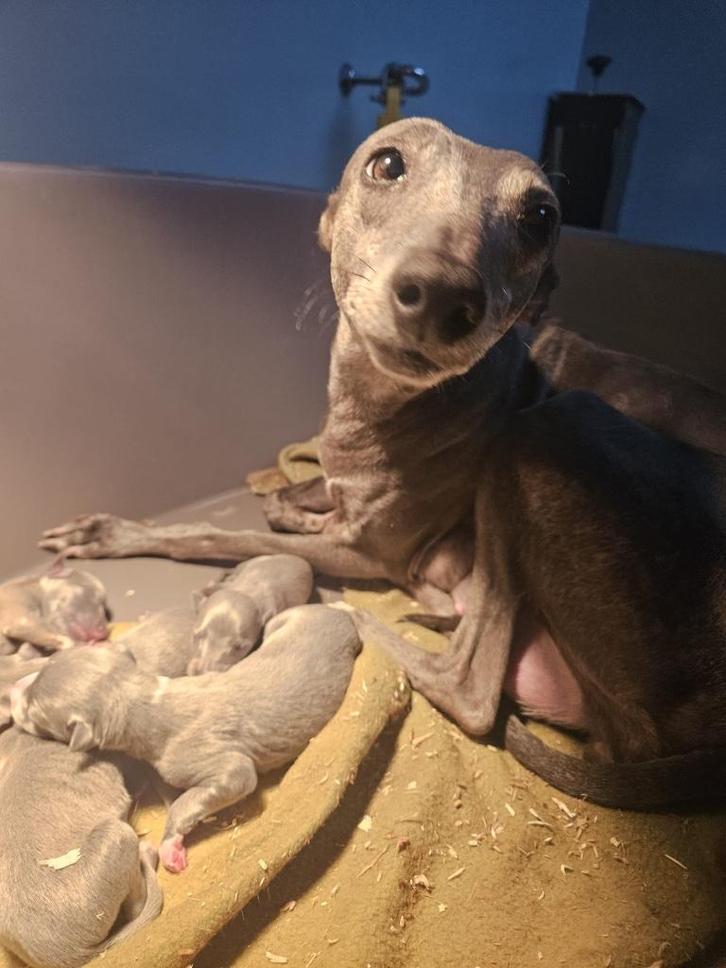 Chiots Whippet nés chez nous, en présence des deux parents, Animaux & Accessoires, Chiens | Lévriers, Plusieurs animaux, Lévrier whippet