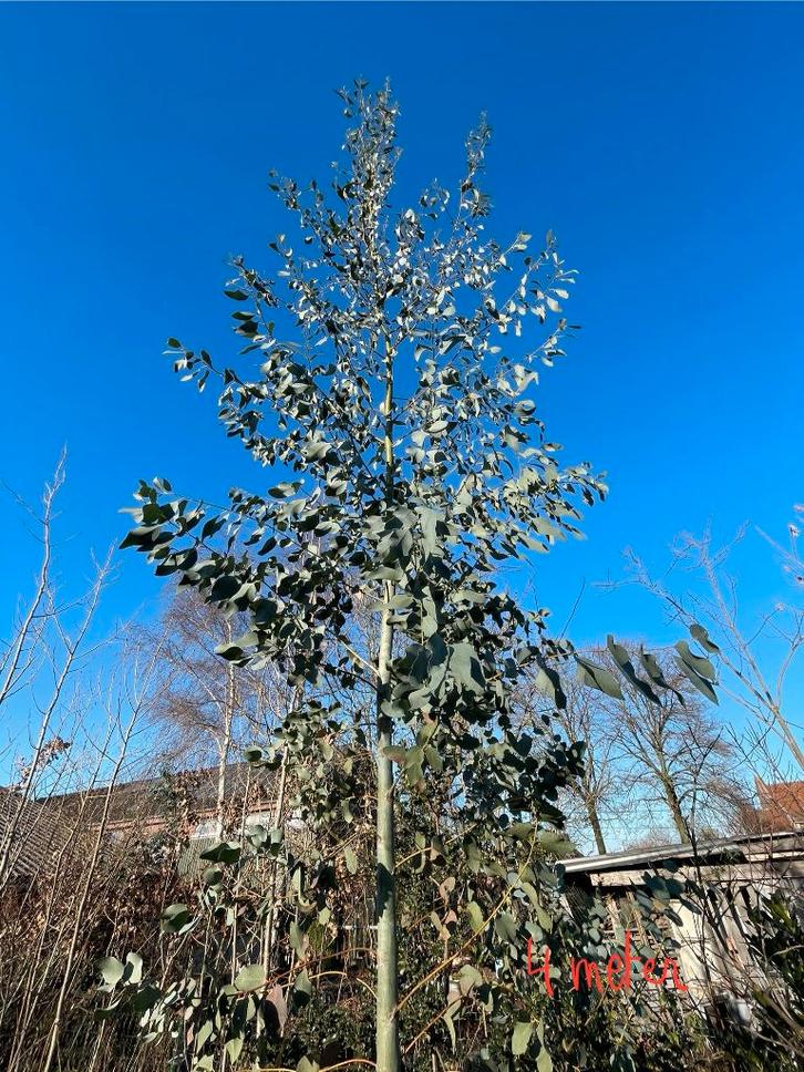 eucalyptus boom, Tuin en Terras, Planten | Bomen, Ophalen