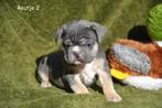 Prachtige Franse Bulldog pups, Parvo, België, 8 tot 15 weken, Bulldog