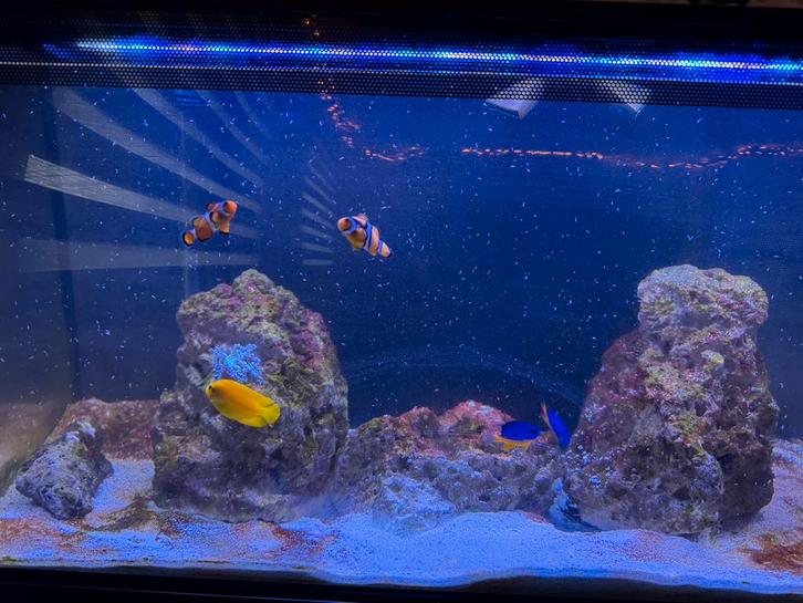 Fluval zeewater  aquarium 125L, Animaux & Accessoires, Poissons | Aquariums & Accessoires, Utilisé, Éclairage ou Chauffage, Enlèvement