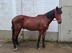 Mooie 4 jarige ruin, Dieren en Toebehoren, Paarden, Ruin, Minder dan 160 cm, Gechipt, 3 tot 6 jaar
