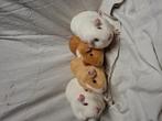 Superleuke rascavia beertjes, Cavia, Meerdere dieren, Tam, September