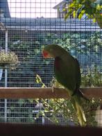 Vogels, Dieren en Toebehoren