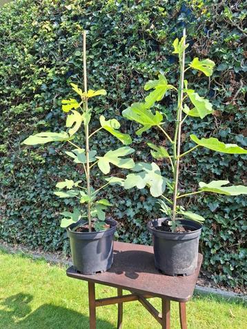 Vijgenboompje (Ficus carica) beschikbaar voor biedingen