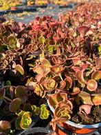 Sedum tetractinum ‘Coral Reef’, Tuin en Terras, Planten | Tuinplanten, Ophalen, Bodembedekkers, Volle zon, Vaste plant