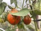 5 graines de tomate Victoria's smile, Jardin & Terrasse, Bulbes & Semences, Graine, Plein soleil, Printemps, Enlèvement ou Envoi