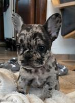 Franse Bulldog pups met stamboom merle, Dieren en Toebehoren, CDV (hondenziekte), Meerdere, Bulldog, 8 tot 15 weken