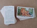 Wild Animals complete set 48 chromos 1937 cigarette cards, Collections, Avant 1940, Enlèvement ou Envoi, Animal