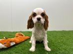Chiots Cavalier King Charles Spaniel, Hépatite contagieuse (maladie de Rubarth), Autres races, Plusieurs, Belgique
