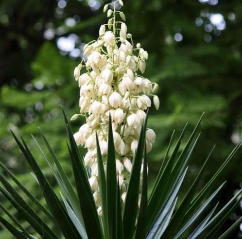 Yucca filamentosa, Tuin en Terras, Planten | Tuinplanten, Vaste plant, Overige soorten, Volle zon, Herfst, Ophalen