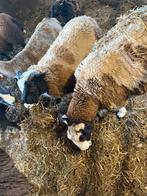 Hollandse bagger bont bokken, Dieren en Toebehoren, Schapen, Geiten en Varkens