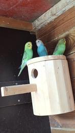 grasparkiet, Dieren en Toebehoren
