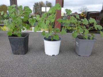 GEURGERANIUM(ANTI_MUGGEN) beschikbaar voor biedingen