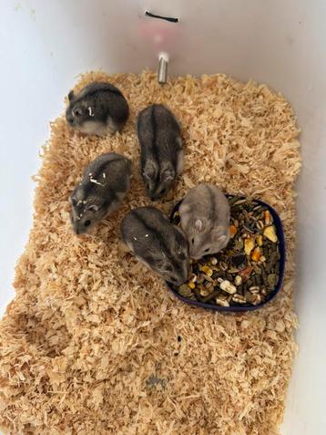 Russische hamster beschikbaar voor biedingen