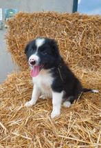 Border collie, België, Reu, 8 tot 15 weken, CDV (hondenziekte)