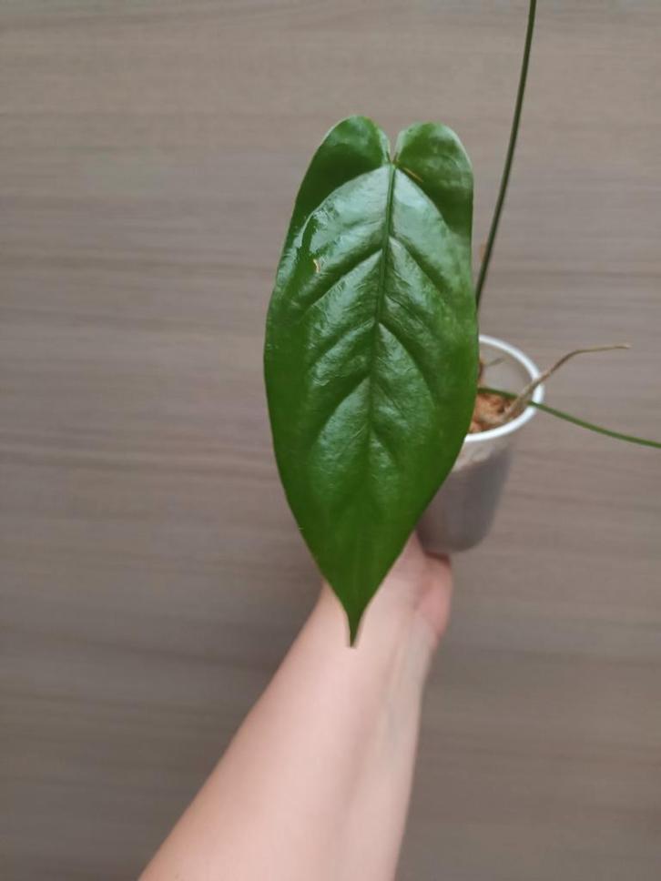 Anthurium pandurilaminum x, Huis en Inrichting, Kamerplanten, Ophalen of Verzenden