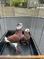 Mooie duiven, Dieren en Toebehoren, Meerdere dieren, Overige soorten