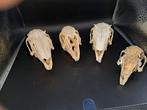 4x crâne de lapin, Comme neuf, Crâne, Animal de ferme, Enlèvement ou Envoi