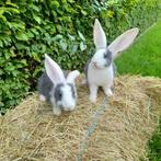 Duitse reus konijnen: rammen en voedsters, mooie kleuren!, Grand, Plusieurs animaux