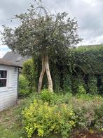 2 bomen, Tuin en Terras, Planten | Bomen, Ophalen, Bolboom, 250 tot 400 cm