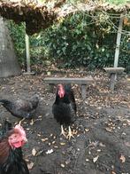 barnevelder haan blauw bubbel gezoomd, Animaux & Accessoires, Volatiles