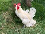 Poule de bresse broedeieren, Dieren en Toebehoren, Pluimvee