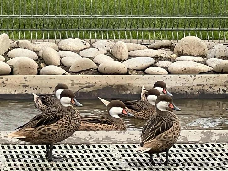 bahama pijlstaart @ paradijshof, Dieren en Toebehoren, Pluimvee, Eend, Meerdere dieren