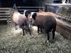 Dekbokken, Dieren en Toebehoren, Schapen, Geiten en Varkens, Schaap
